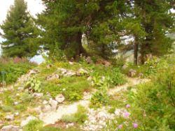 2013-08-18_Regina-F-Rau_Schachen_Alpengarten (739).JPG